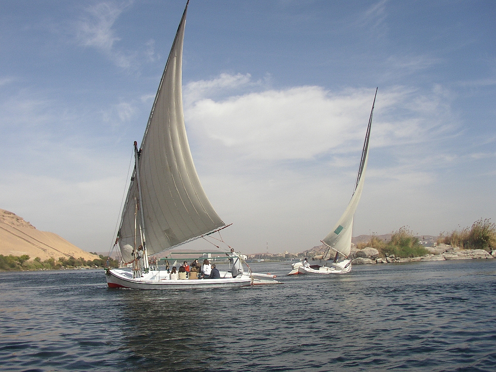 egitto lupo 3 049